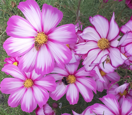Cosmos bipinnatus - Cosmos Candy Stripe Seeds Cosmos bipinnatus - Cosmos Candy Stripe Seeds