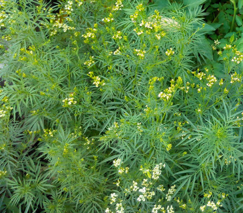 Tagetes minuta - Mexican Marigold Seeds Tagetes minuta - Mexican Marigold Seeds