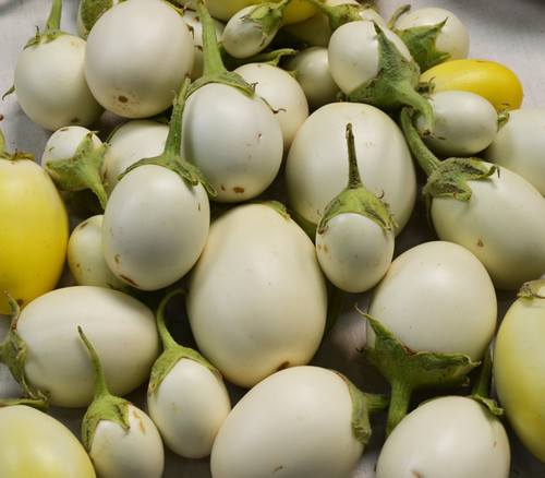 Japanese White Egg Eggplant Seeds