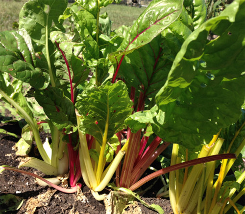 Five Color Australian Swiss Chard Seeds