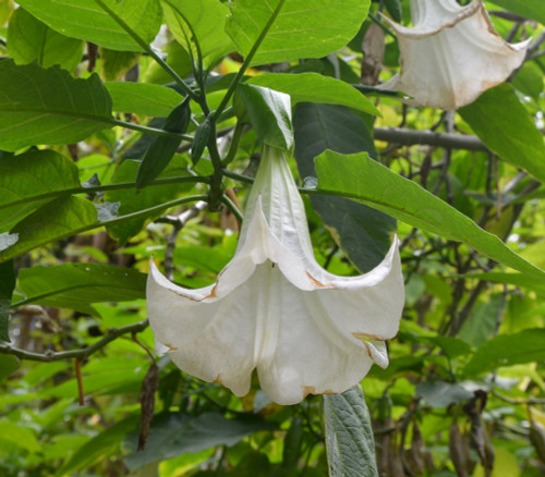 Brugmansia versicolor - White Angel's Trumpet