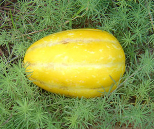 Korean Melon, Early Silver Line Seeds
