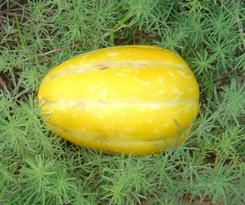 Korean Melon, Early Silver Line Seeds