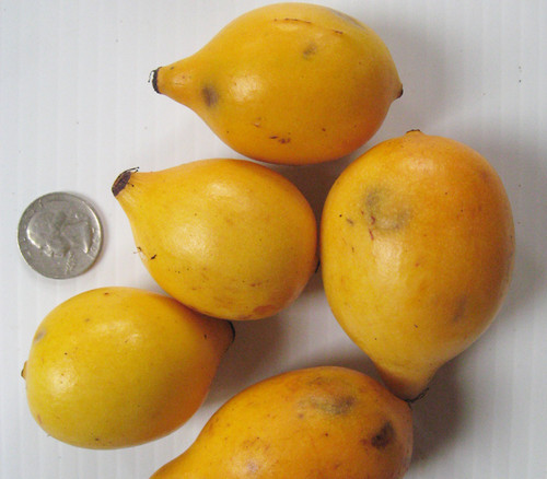 Garcinia humilis - Bolivian Mangosteen Seeds