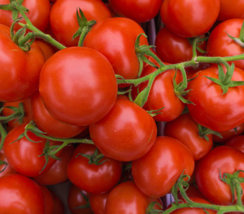 Floradade Tomato Seeds