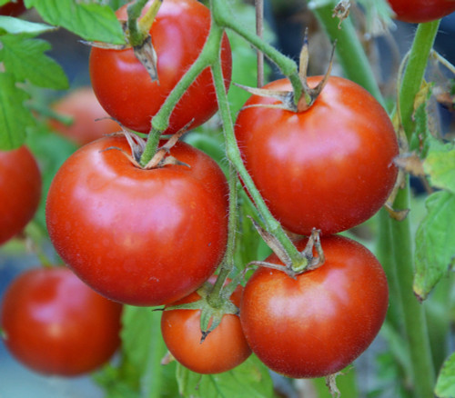 Forest Fire Tomato