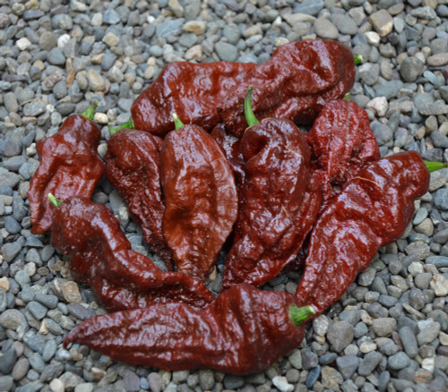 Bhutlah Pepper, Chocolate