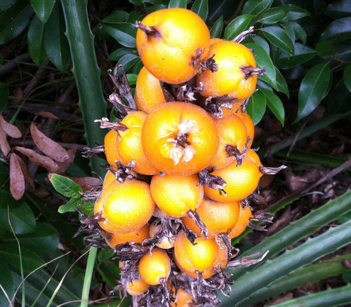 Bromelia pinguin - Pinuela Seeds