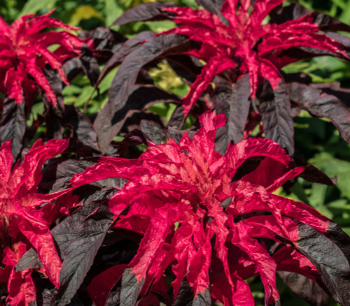 Amaranthus tricolor - Early Splendor Amaranth Seeds