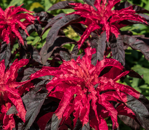 Amaranthus tricolor - Early Splendor Amaranth Seeds
