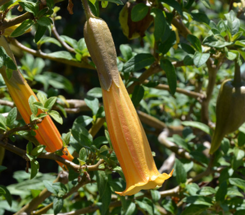 Brugmansia vulcanicola - Angel's Trumpet Seeds Brugmansia vulcanicola - Angel's Trumpet Seeds