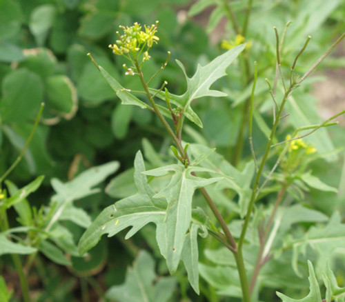 Brassica nigra - Black Mustard Seeds Brassica nigra - Black Mustard Seeds
