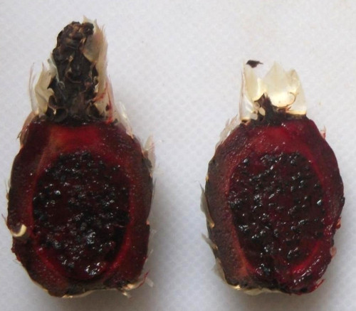 Escontria chiotilla - Chiotilla Cactus Seeds