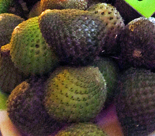 Eulychnia acida - Copao Seeds Eulychnia acida - Copao Seeds