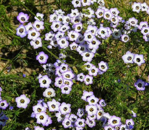 Gilia tricolor - Bird's Eyes Seeds