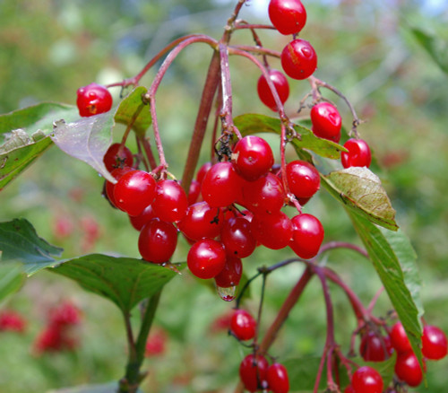 Viburnum trilobum - Highbush Cranberry Seeds Viburnum trilobum - Highbush Cranberry Seeds