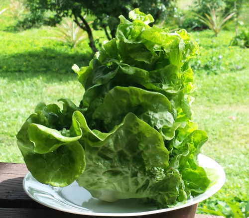 Manoa Lettuce Seeds