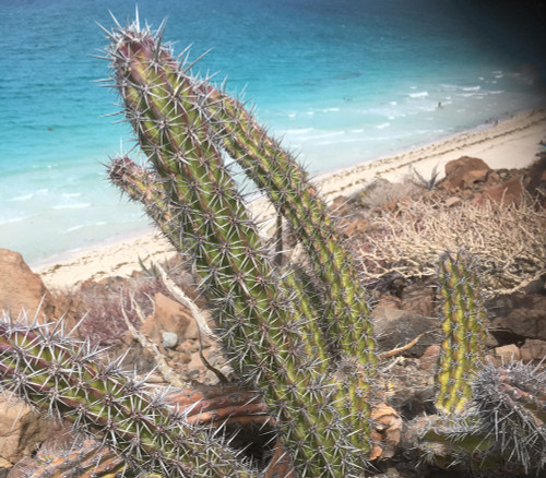 Stenocereus gummosus - Pitaya Agria Seeds