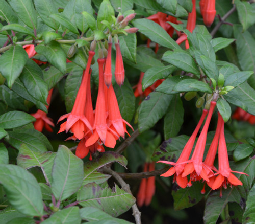 Fuchsia cinerea - Lady's Eardrops Seeds Fuchsia cinerea - Lady's Eardrops Seeds