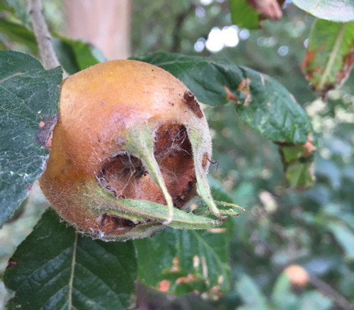 Mespilus germanica - Medlar Seeds