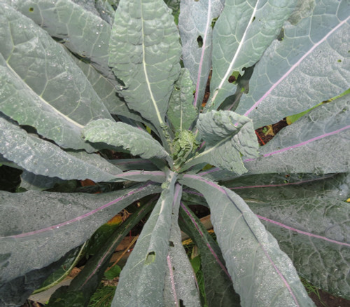 Dazzling Blue Kale Seeds