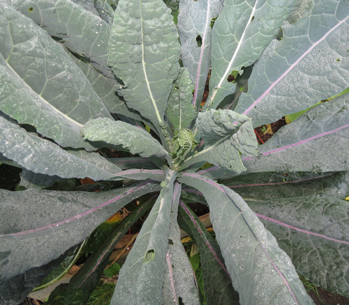 Dazzling Blue Kale Seeds
