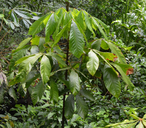 Herrania mariae - Mountain Cocoa