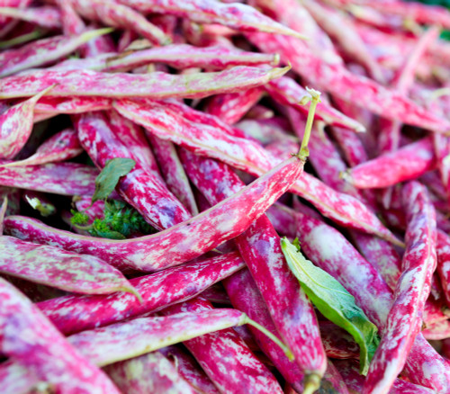 French Horticultural Bean Seeds French Horticultural Bean Seeds