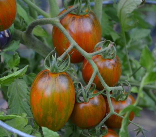 Brad's Atomic Grape Tomato Seeds Brad's Atomic Grape Tomato Seeds