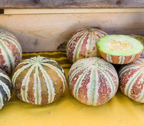 Kajari Melon Seeds