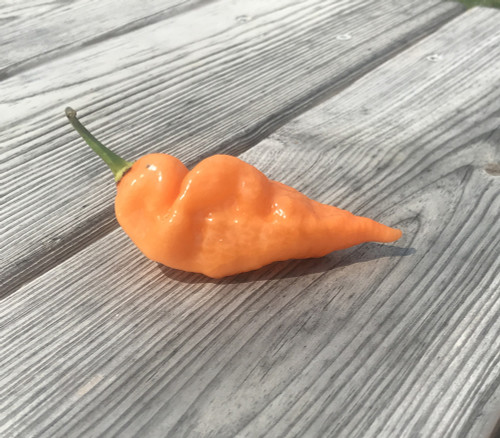 Habanada Pepper Seeds