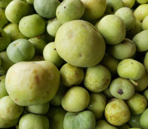 Tinda Gourd