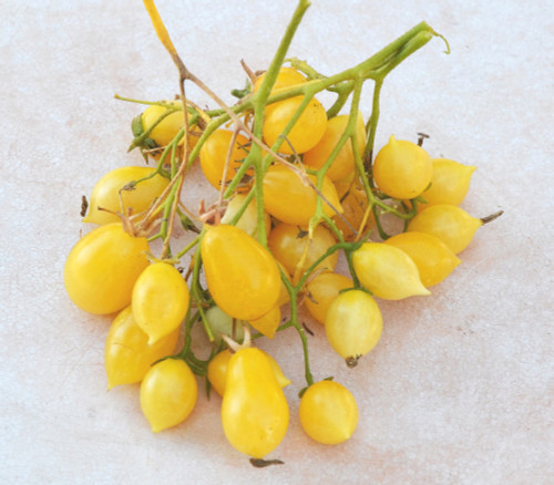 Barry's Crazy Cherry Tomato Seeds