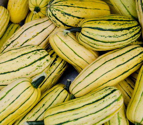 Delicata Zeppelin Squash Seeds