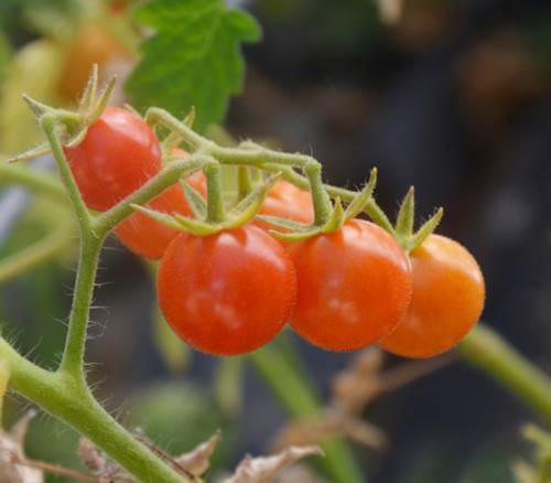 Everglades Tomato Seeds Everglades Tomato Seeds