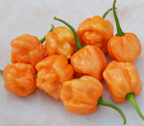 Bahamian Goat Pepper Seeds