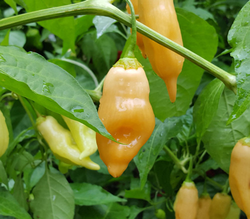 Sugar Rush Peach Pepper Seeds