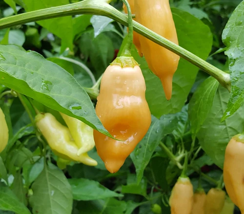Sugar Rush Peach Pepper Seeds
