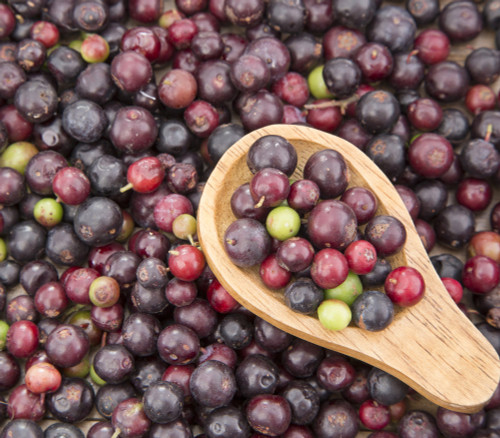 Vaccinium meridionale - Andean Blueberry Seeds Vaccinium meridionale - Andean Blueberry Seeds