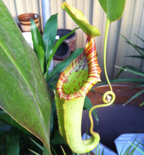 Nepenthes madagascariensis - Malagasy Pitcher Plant