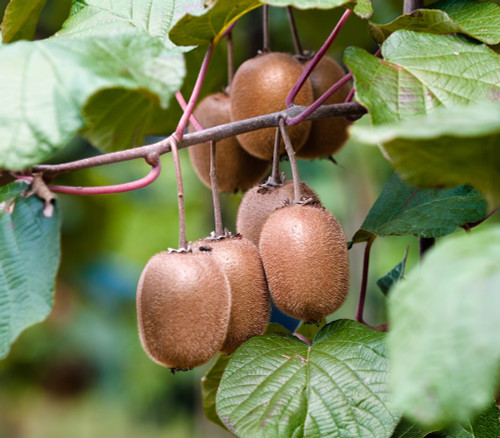 Actinidia chinensis - Wild Kiwi Seeds Actinidia chinensis - Wild Kiwi Seeds