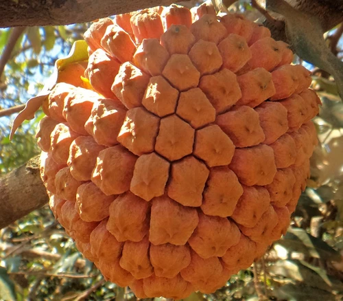 Duguetia marcgraviana - Wild Duguetia Seeds