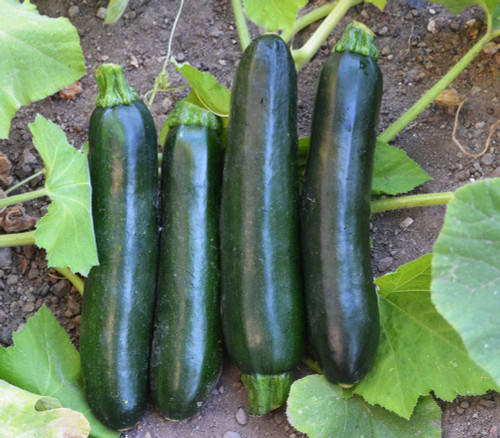 Zucchini, Black Beauty Seeds