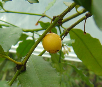 Garcinia brasiliensis - Bacupari Seeds