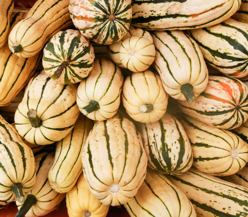 Honey Boat Delicata Squash Seeds