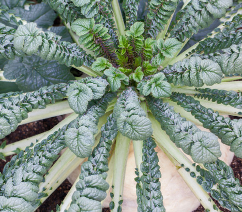 Sakurajima Mammoth Radish Seeds