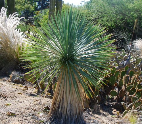 Yucca rostrata - Beaked Yucca Seeds