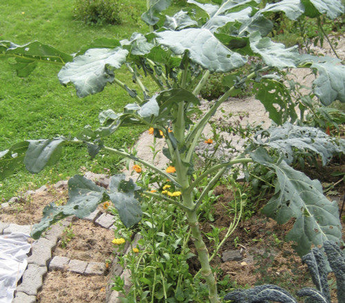 Walking Stick Kale Seeds
