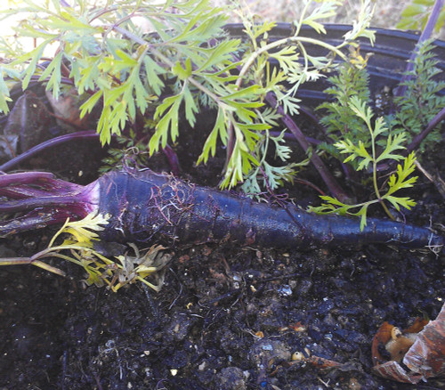 Black Nebula Carrot Seeds