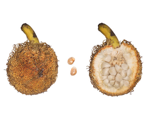 Artocarpus sericicarpus - Pedalai Seeds Artocarpus sericicarpus - Pedalai Seeds